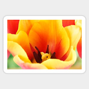 Tulipa  &#39;Indian Summer&#39;  Triumph Group  Tulip Sticker